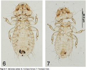 myrsidea-oatleyi-photos-sychra-et-al-2014-300x242.jpg