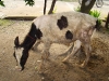 thumbs-lice-infestation-holstein-male-calf-iran-north-fall1-halajian2008.jpg