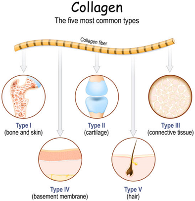 Collagen fibers collagen stock illustrations