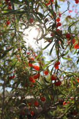 Benefits of Goji Berry & Argan Cream for Facial Skincare