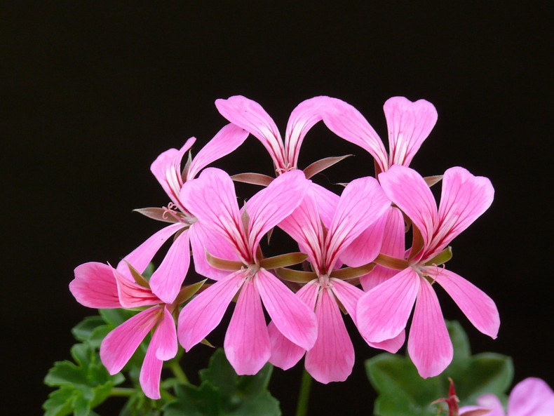 Geranium : An Essential Oil Perfect for Spring and Your Skin