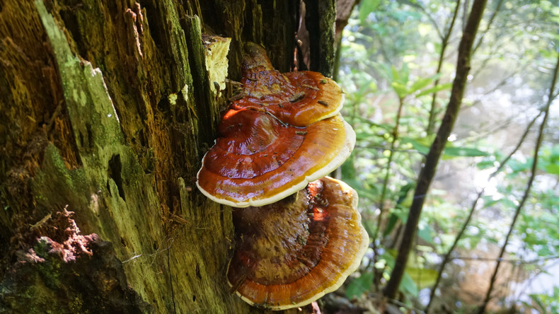 The Benefits of Reishi Collagen for Facial Skin Care