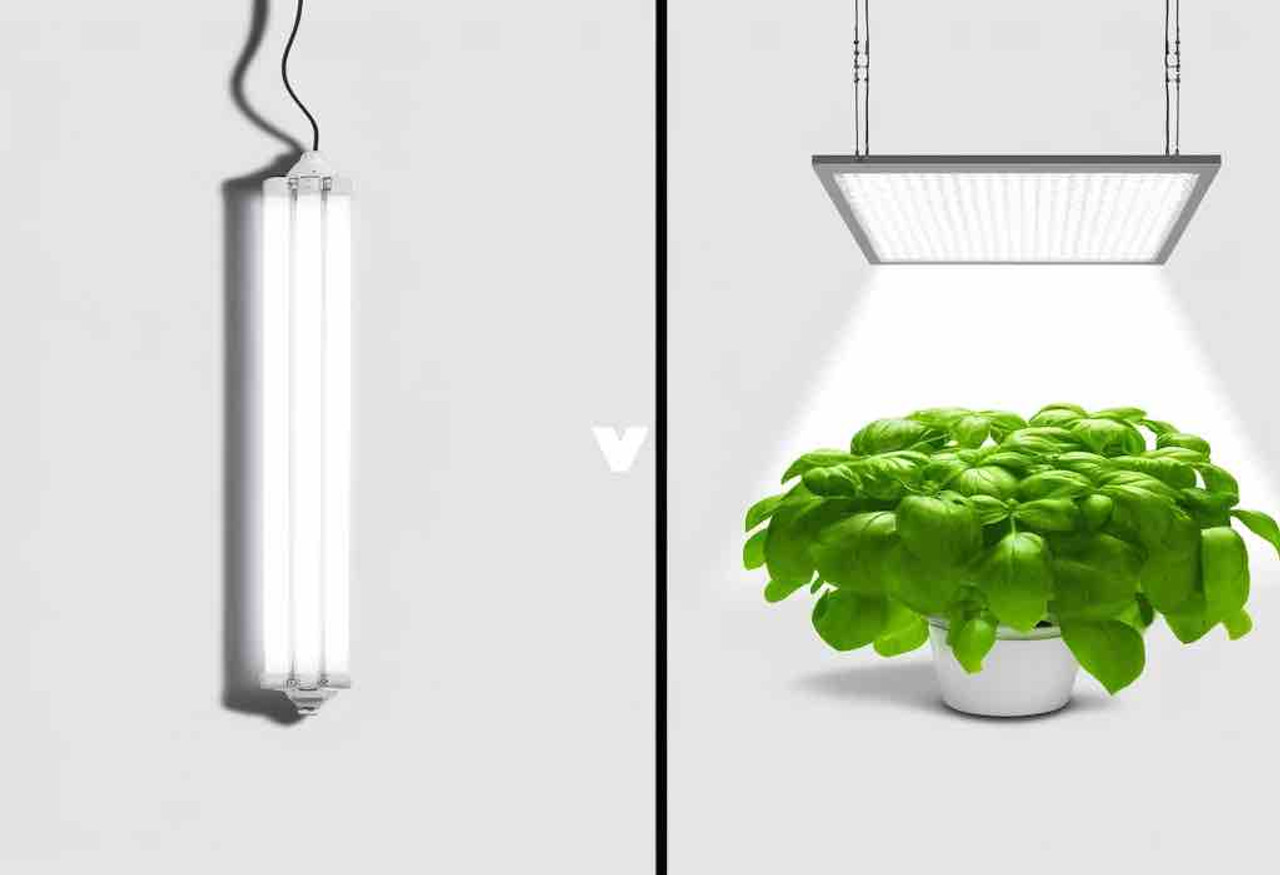 Fluorescent vs. LED Grow Lights: A Head-to-Head Comparison Fluorescent vs. LED Grow Lights: A Head-to-Head Comparison