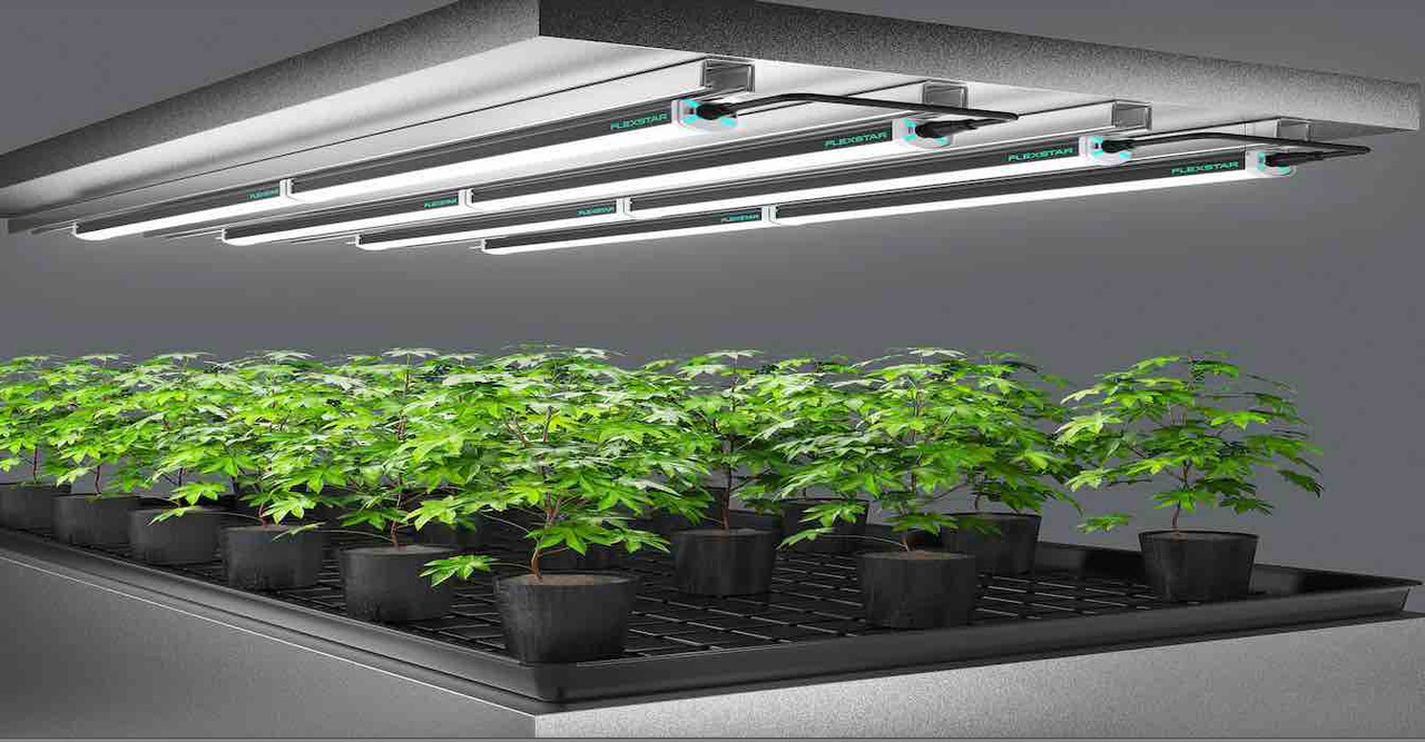 DIY Grow Light Setup: A Step-by-Step Guide for Budget-Conscious Growers DIY Grow Light Setup: A Step-by-Step Guide for Budget-Conscious Growers