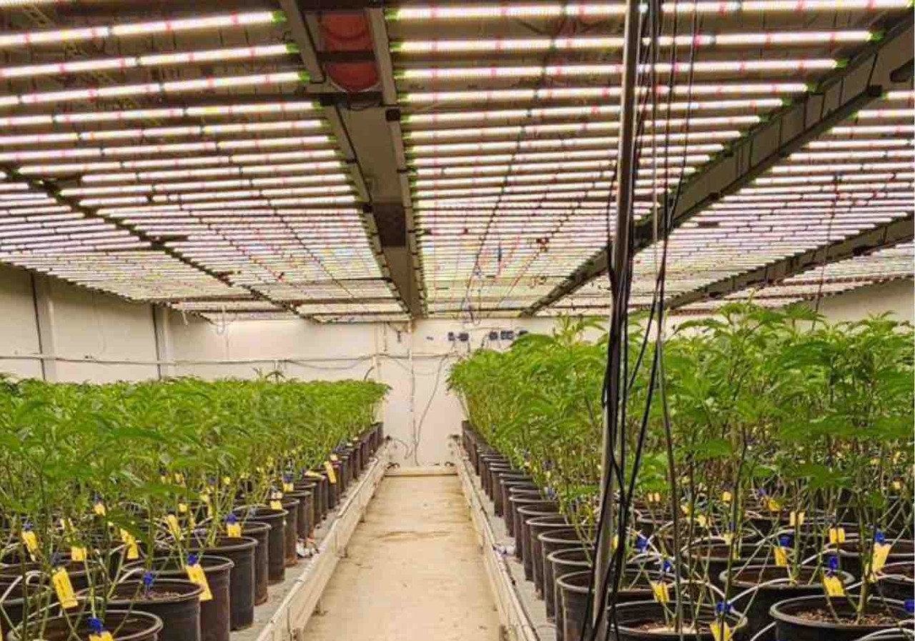  Why Quality Matters: Choosing Tend Supplies for Your Grow Light Needs