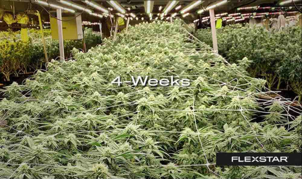 Maximizing Your Harvest: Advanced Grow Light Techniques