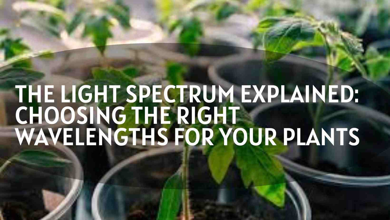 The Light Spectrum Explained: Choosing the Right Wavelengths for Your Plants The Light Spectrum Explained: Choosing the Right Wavelengths for Your Plants