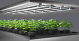 DIY Grow Light Setup: A Step-by-Step Guide for Budget-Conscious Growers