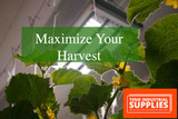Maximize Your Harvest: Optimizing Grow Light Use with Tend Supplies
