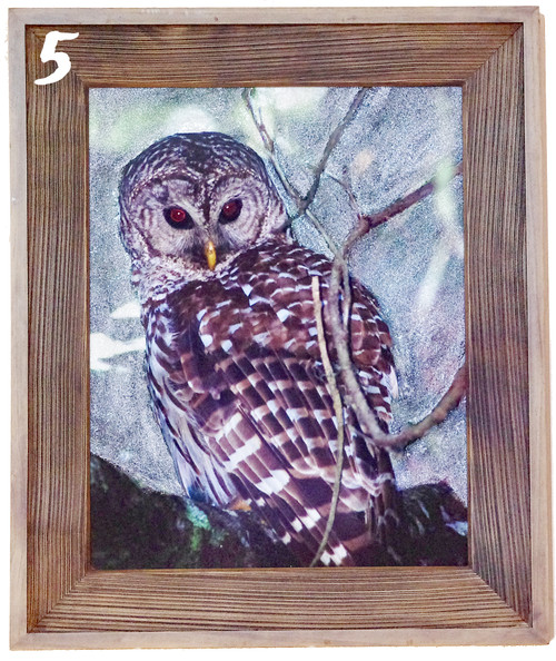 Ethereal Owl 5 Mixed Media Owl Photo Art