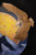 Eagle Detail of "Days End" Airbrushed Canvas with Wood Detail