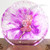 Detail of "Violet Burst Fairy" Resinscape