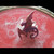 Coral Awakening Tray Art