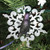 Crow on Frosted Ornate Ornament