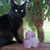 Our cat approves of this Pink Frozen Snowflake Holder! ;)