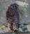 Ethereal Owl 7 Mixed Media Owl Photo Art Detail