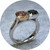 KIN- Duo Ring, Morganite and Ceylon Sapphire, 9ct Rose Gold, 9ct White Gold, Size P