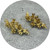 Manuela Igreja - Large Succulent Earring, Yellow Gold Plated Sterling Silver