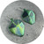 Amanda Croatto - 'Green Shield' Earrings. Titanium, Sterling Silver