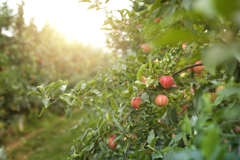 https://cdn11.bigcommerce.com/s-mzufg65qhz/product_images/uploaded_images/apple-orchard-at-sunset.jpg