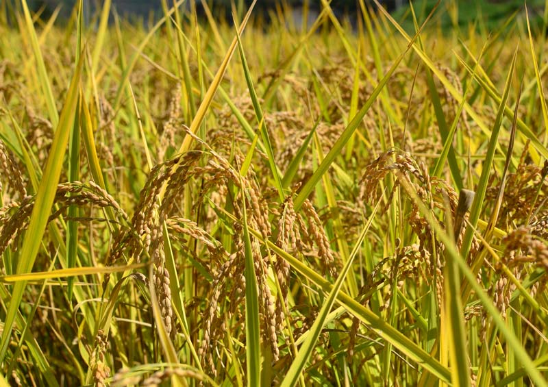 https://cdn11.bigcommerce.com/s-mzufg65qhz/product_images/uploaded_images/hase-rice.jpg
