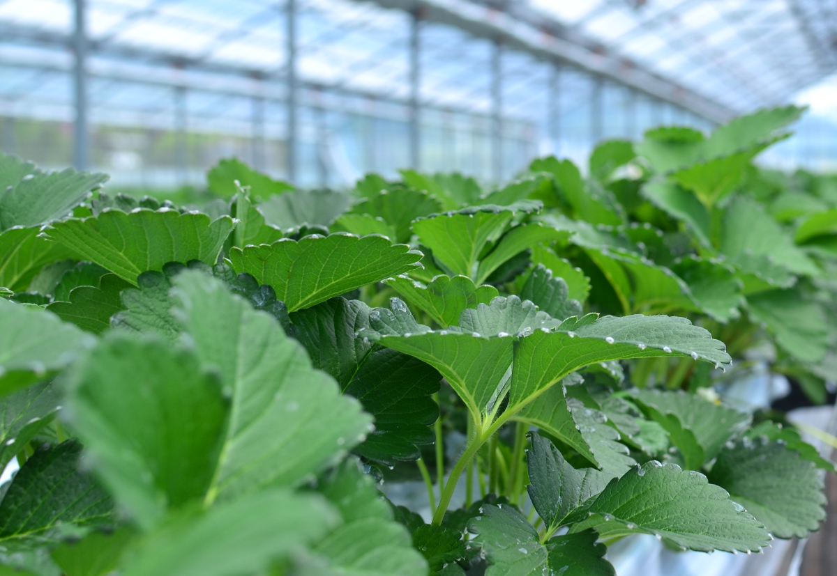 https://cdn11.bigcommerce.com/s-mzufg65qhz/product_images/uploaded_images/ichigo-field.jpg