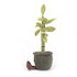 Jellycat Amuseable Potted Bamboo