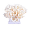 Poca Coral Full Shape On Acrylic Base - 2 Sizes
