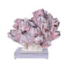 Barnacle Coral On Acrylic Base  - 3 Sizes
