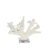Branch Coral On Acrylic Base - 4 Sizes