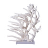 Staghorn Coral 18 Inch Full On Acrylic Base