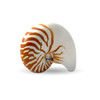Nautilus Pompilius 5-7 Inch