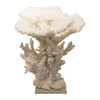 Table Display Coral Creation With Branch On Acrylic Base