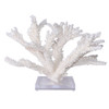 Branch Coral On Acrylic Base Extra Large - 2 Sizes