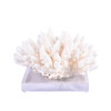 Finger Coral On Acrylic Base - 3 Sizes