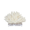 Finger Coral On Acrylic Base - 3 Sizes