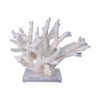 Staghorn Coral On Acrylic Base - 3 Sizes