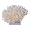 Table Coral On Acrylic Base - 3 Sizes