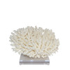 Table Coral On Acrylic Base - 3 Sizes