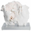 Rugosa Coral On Acrylic Base - 3 Sizes
