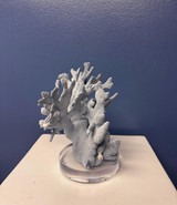 Heliopora Coerula Blue Coral On Acrylic Riser