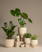 3 Plant Bundle