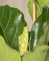 Fiddle Leaf Fig