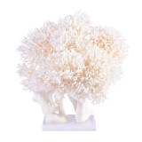 Birdsnest Coral Creation On Acrylic Base