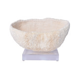 Bowl Coral On Acrylic Base - 2 Sizes