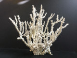 Octopus Coral Creation On Acrylic Base