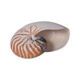 Nautilus Pompilius 5-7 Inch