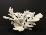 Table Reef Coral Creation On Acrylic Base
