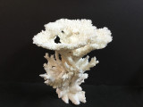 Table Display Coral Creation With Branch On Acrylic Base