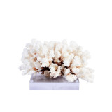 Brownstem Coral On Acrylic Base - 3 Sizes